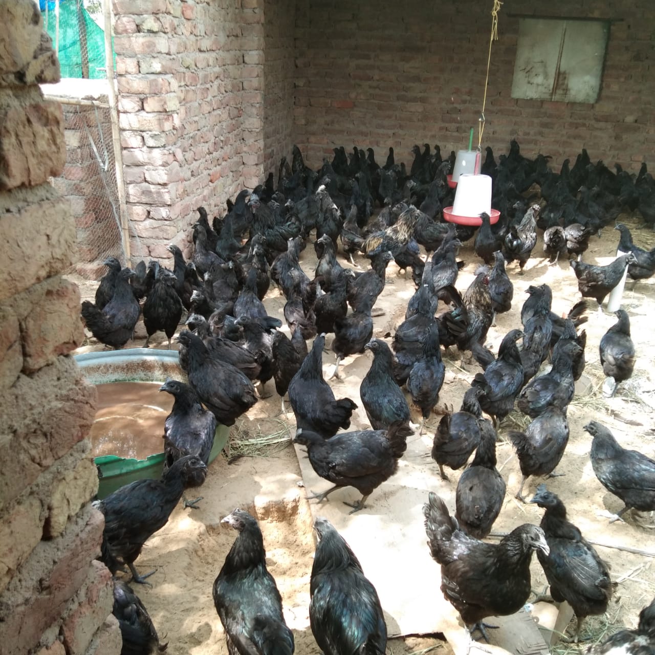 kadaknath chicken