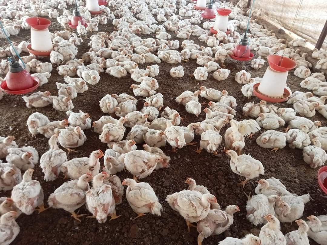 taj poultry farm