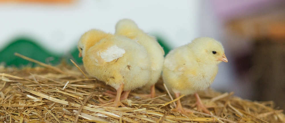 chicken chicks